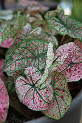 Heart to Heart Splash of Wine Caladium (Caladium 'Splash of Wine') at Lakeshore Garden Centres