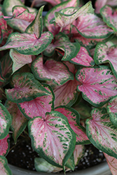 Heart to Heart Va Va Violet Caladium (Caladium 'Va Va Violet') at Lakeshore Garden Centres