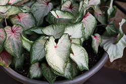 Heart to Heart White Star Caladium (Caladium 'White Star') at Lakeshore Garden Centres