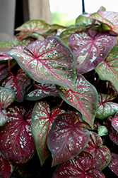 Heart to Heart Xplosion Caladium (Caladium 'Xplosion') at Lakeshore Garden Centres