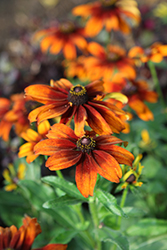 Summerina Pumpernickel Echibeckia (Echibeckia 'ET-RDB 402') at Peter Knippel Garden Centre