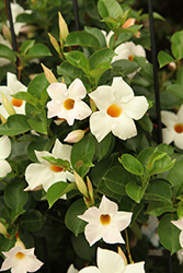 Diamantina Jade White Bush Mandevilla (Mandevilla 'LANMICHIGAN') at Lakeshore Garden Centres