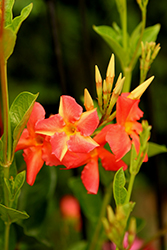Diamantina Opal Orange Sunrise Mandevilla (Mandevilla 'Opal Orange Sunrise') at Lakeshore Garden Centres