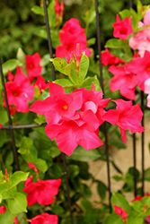 Diamantina Tourmaline Deep Rose Bush Mandevilla (Mandevilla 'LANNORTHCAROLINA') at Lakeshore Garden Centres