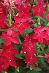 Saratoga Red Flowering Tobacco (Nicotiana 'Saratoga Red') at Lakeshore Garden Centres