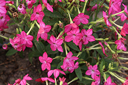 Saratoga Rose Flowering Tobacco (Nicotiana 'Saratoga Rose') at Lakeshore Garden Centres