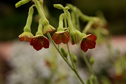 Tinkerbell Flowering Tobacco (Nicotiana 'Tinkerbell') at Lakeshore Garden Centres