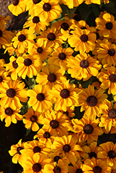 Toto Gold Coneflower (Rudbeckia hirta 'Toto Gold') at Lakeshore Garden Centres