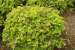 Lightning Strike Spirea (Spiraea japonica 'Conalex') at Lakeshore Garden Centres