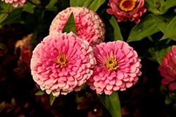 Benary's Giant Bright Pink Zinnia (Zinnia 'Benary's Giant Bright Pink') at Lakeshore Garden Centres