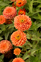 Benary's Giant Salmon Rose Zinnia (Zinnia 'Benary's Giant Salmon Rose') at Lakeshore Garden Centres