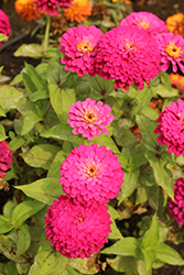 Uproar Rose Zinnia (Zinnia 'Uproar Rose') at Lakeshore Garden Centres