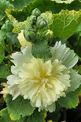 Spring Celebrities Lemon Hollyhock (Alcea rosea 'Spring Celebrities Lemon') at Lakeshore Garden Centres