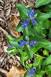 Parry's Gentian (Gentiana parryi) at Lakeshore Garden Centres