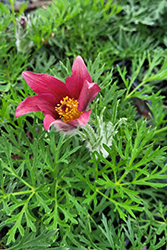 Red Pasqueflower (Pulsatilla vulgaris 'Rubra') at Golden Acre Home & Garden