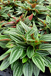 Rosso Peperomia (Peperomia caperata 'Rosso') at Golden Acre Home & Garden