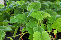 Piggyback Plant (Tolmiea menziesii) at Lakeshore Garden Centres