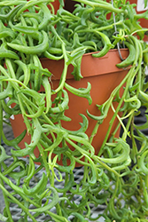 String Of Dolphins (Senecio peregrinus) at Lakeshore Garden Centres