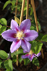 Barbara Jackman Clematis (Clematis 'Barbara Jackman') at Lakeshore Garden Centres