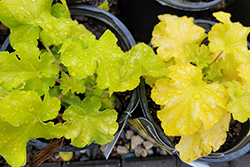 Lemon Supreme Coral Bells (Heuchera 'TNHEULS') at Lakeshore Garden Centres
