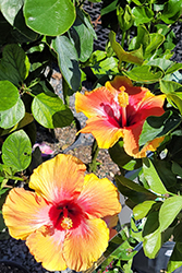 Tequila Sunrise Hibiscus (Hibiscus rosa-sinensis 'Tequila Sunrise') at Lakeshore Garden Centres