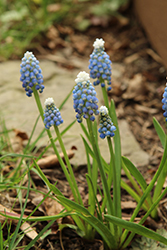 Ocean Magic Grape Hyacinth (Muscari aucheri 'Ocean Magic') at Lakeshore Garden Centres