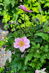 Pink Saucer Anemone (Anemone hupehensis 'Pink Saucer') at Lakeshore Garden Centres