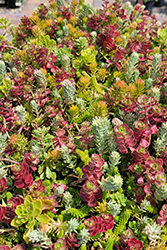 Live Mulch Stonecrop (Sedum 'Live Mulch') at Lakeshore Garden Centres