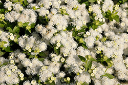Artist Pearl Flossflower (Ageratum 'Artist Pearl') at Lakeshore Garden Centres