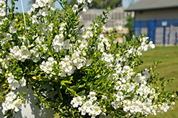 Angelface Cascade Snow Angelonia (Angelonia angustifolia 'Angelface Cascade Snow') at Lakeshore Garden Centres