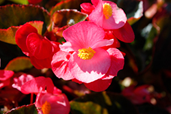 Big Deep Rose Bronze Leaf Begonia (Begonia 'Big Deep Rose Bronze Leaf') at Lakeshore Garden Centres