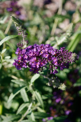 Leah Blue Butterfly Bush (Buddleia 'Leah Blue') at Lakeshore Garden Centres