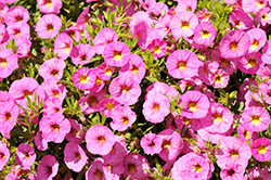 Rainbow Flamingo Flair Calibrachoa (Calibrachoa 'Rainbow Flamingo Flair') at Lakeshore Garden Centres