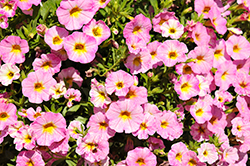 Rainbow Parisian Pink Calibrachoa (Calibrachoa 'Rainbow Parisian Pink') at Lakeshore Garden Centres