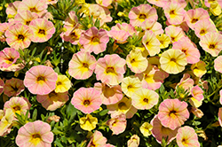 Rainbow Pink Pepperberry Calibrachoa (Calibrachoa 'Rainbow Pink Pepperberry') at Lakeshore Garden Centres