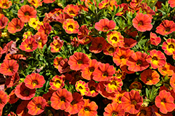 Rainbow Tiger Tail Calibrachoa (Calibrachoa 'Rainbow Tiger Tail') at Lakeshore Garden Centres
