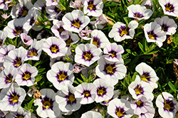 Tik Tok White Calibrachoa (Calibrachoa 'Tik Tok White') at Lakeshore Garden Centres