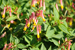 Funny Face Cuphea (Cuphea 'Funny Face') at Lakeshore Garden Centres
