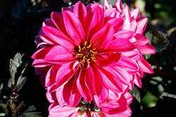 City Lights Neon Dahlia (Dahlia 'KLEDH20215') at Lakeshore Garden Centres