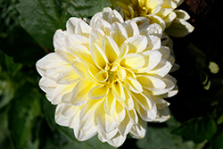 Dahlietta Shirley Dahlia (Dahlia 'Dahlietta Shirley') at Lakeshore Garden Centres