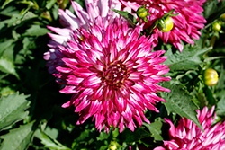 MegaBoom Berry Blast Dahlia (Dahlia 'MegaBoom Berry Blast') at Lakeshore Garden Centres