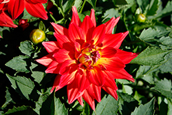 MegaBoom Fire Dahlia (Dahlia 'MegaBoom Fire') at Lakeshore Garden Centres