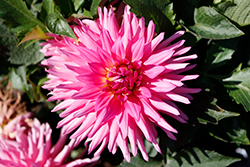 MegaBoom Pink Lemonade Dahlia (Dahlia 'MegaBoom Pink Lemonade') at Lakeshore Garden Centres