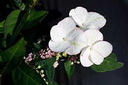 Game Changer Picotee Hydrangea (Hydrangea macrophylla 'Game Changer Picotee') at Lakeshore Garden Centres
