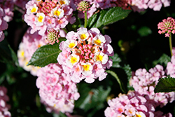 Heartland Blue Moon Lantana (Lantana 'Heartland Blue Moon') at Lakeshore Garden Centres