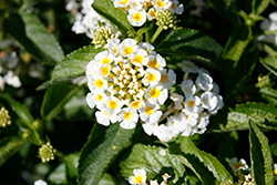 Heartland Gold Lantana (Lantana 'Heartland Gold') at Lakeshore Garden Centres