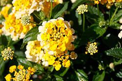 Heartland Lemon Lantana (Lantana 'Heartland Lemon') at Lakeshore Garden Centres