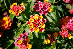 Heartland Pink Lantana (Lantana 'Heartland Pink') at Lakeshore Garden Centres