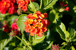 Heartland Red Lantana (Lantana 'Heartland Red') at Lakeshore Garden Centres