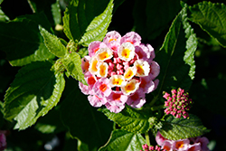 Heartland Sunrise Lantana (Lantana 'Heartland Sunrise') at Lakeshore Garden Centres